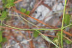 Carolina milkweed